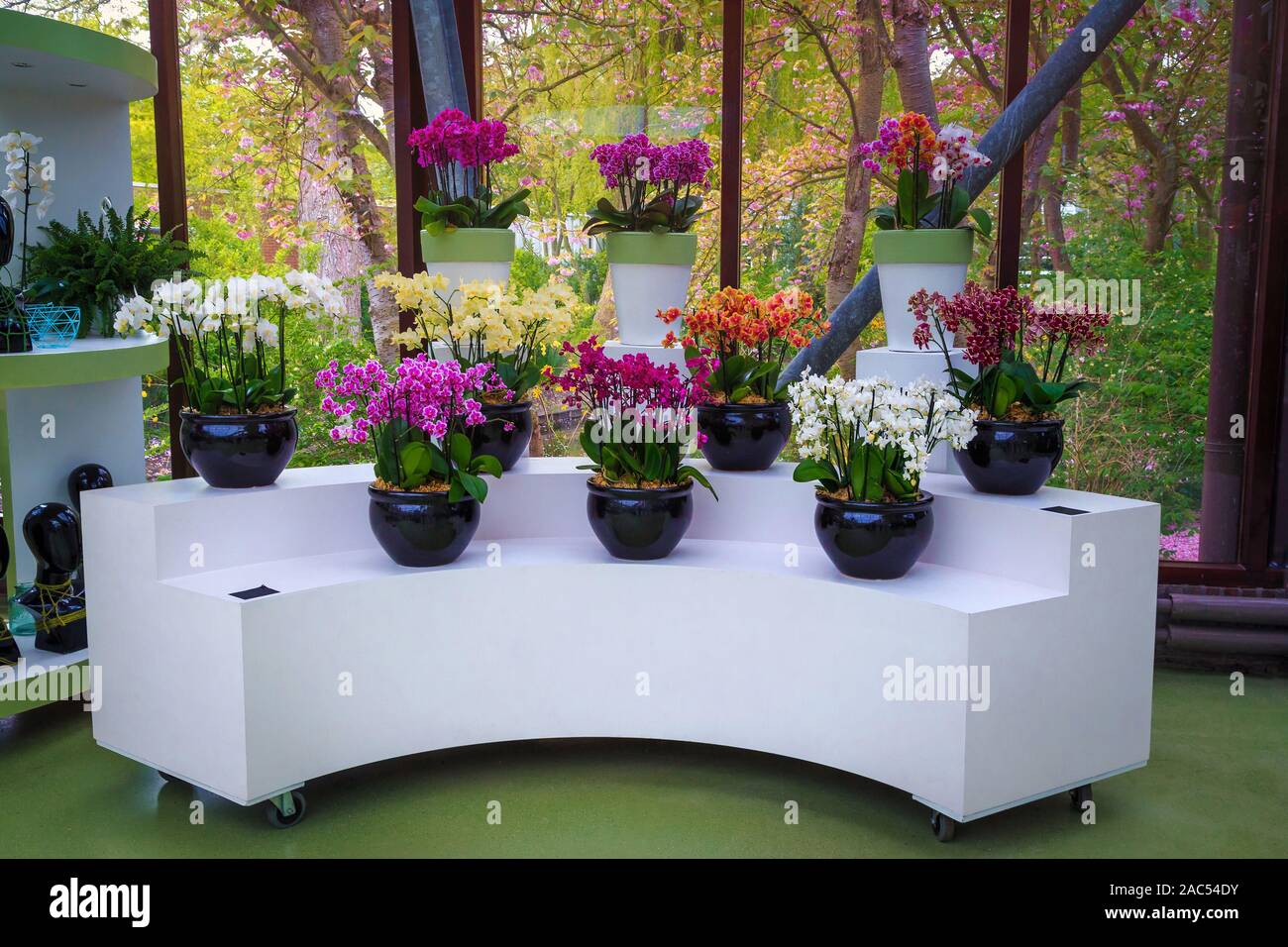 Admirable colorful orchid flowers on the stand in the flower shop