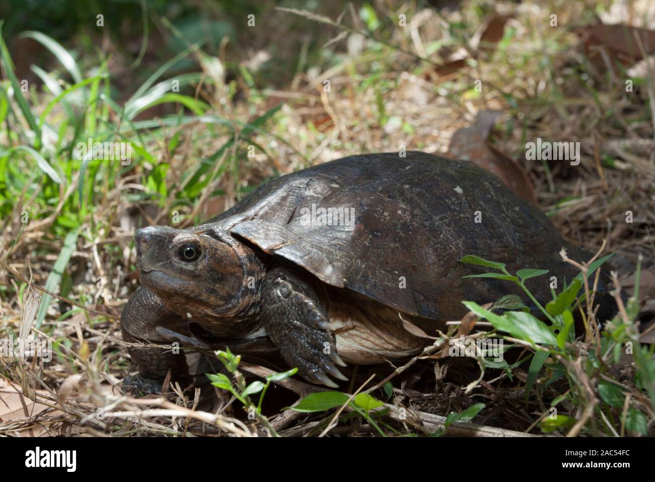 Asian Leafe Turtle (cyclemys Dentata Stock Photo - Alamy