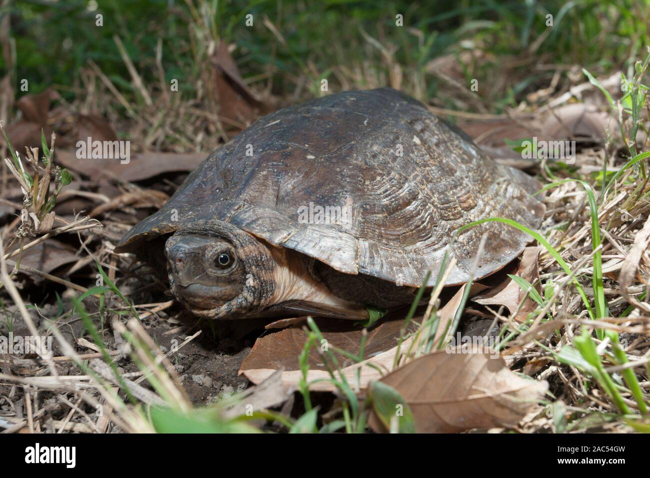 Asian leafe turtle (Cyclemys dentata Stock Photo - Alamy