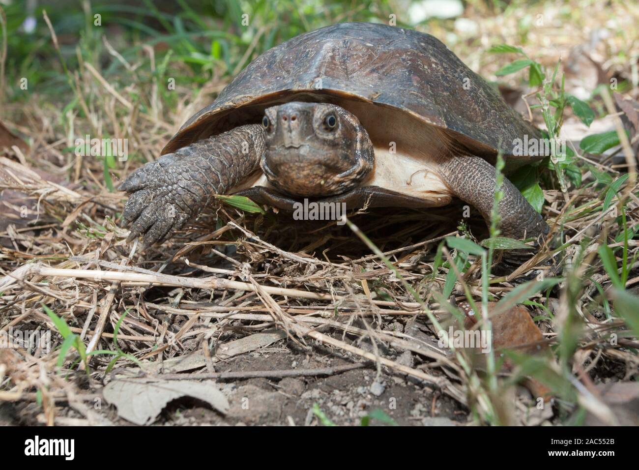 Asian Leafe Turtle (cyclemys Dentata Stock Photo - Alamy