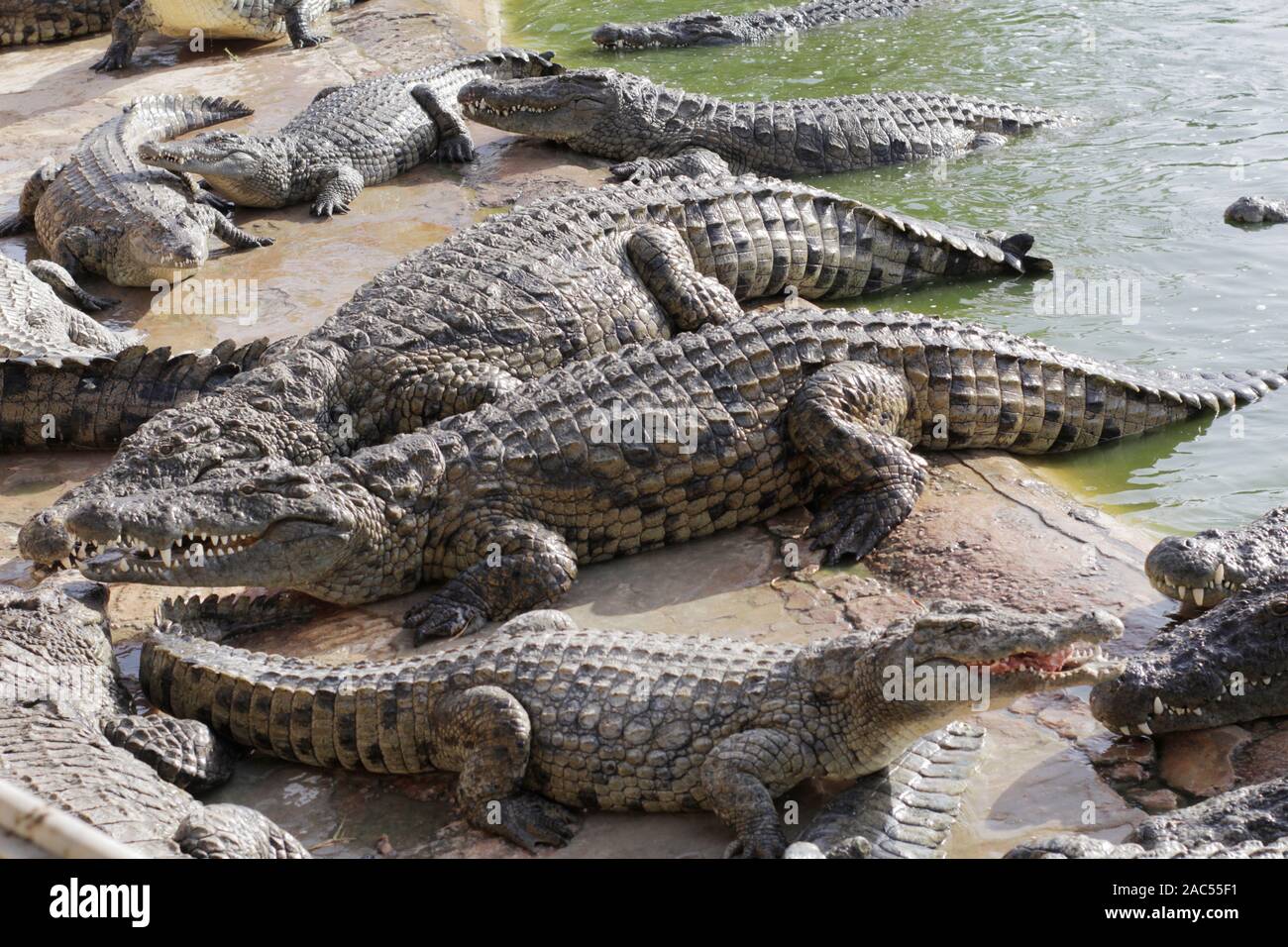 Feeding crocodiles on a crocodile farm. Crocodiles in the pond. Crocodile farm. Cultivation of crocodiles. Crocodile sharp teeth. The meat flies into Stock Photo