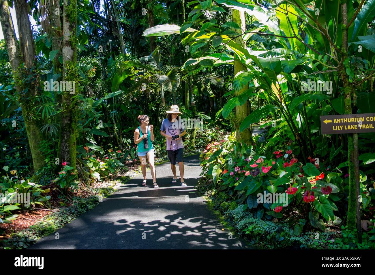 Tourists walk through the Anthurium Corner at Hawaii Tropical Botanical Garden, Papa'ikou, Big Island of Hawaiʻi. Stock Photo