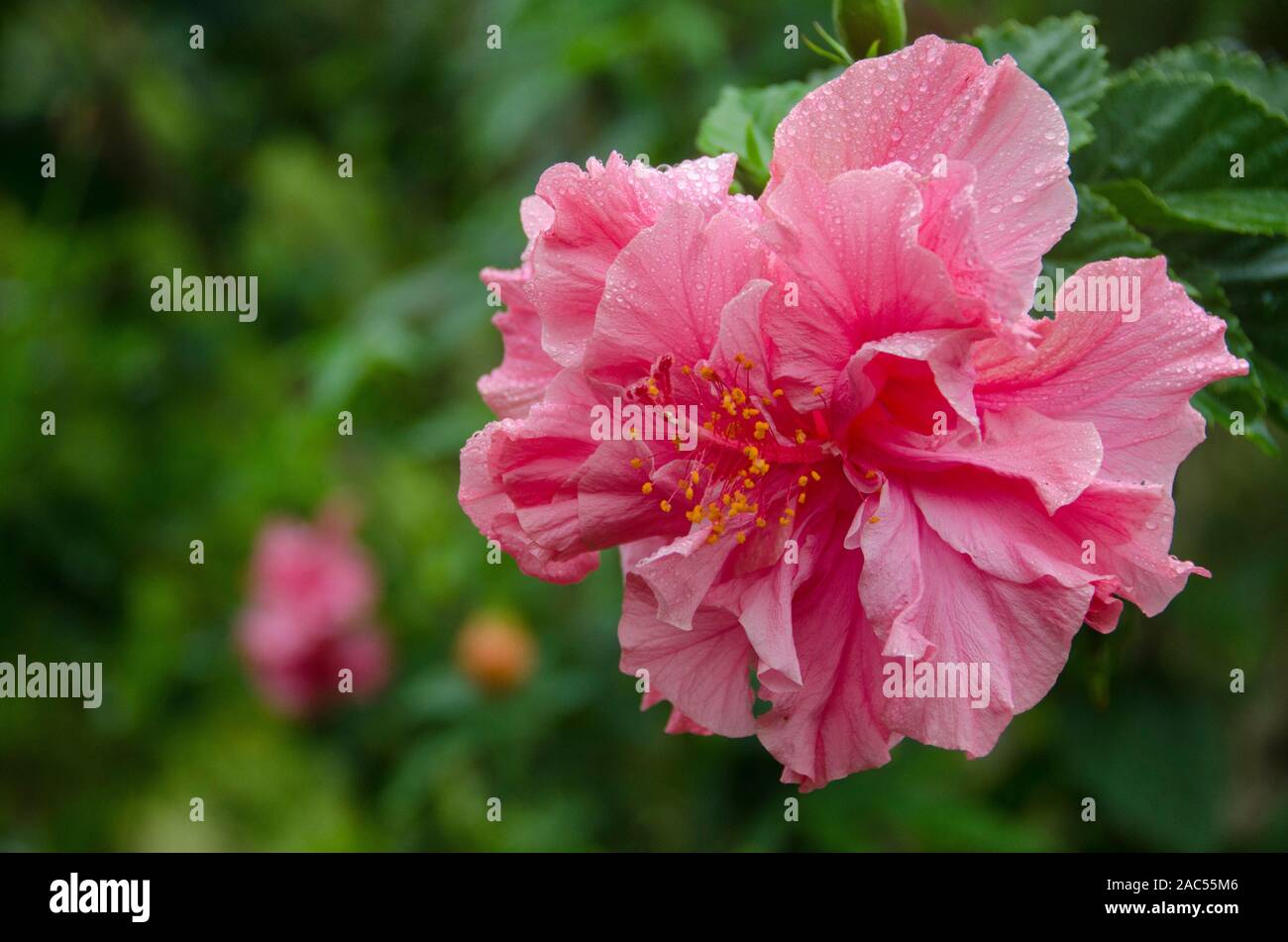 Pink double hibiscus, Big Island Stock Photo