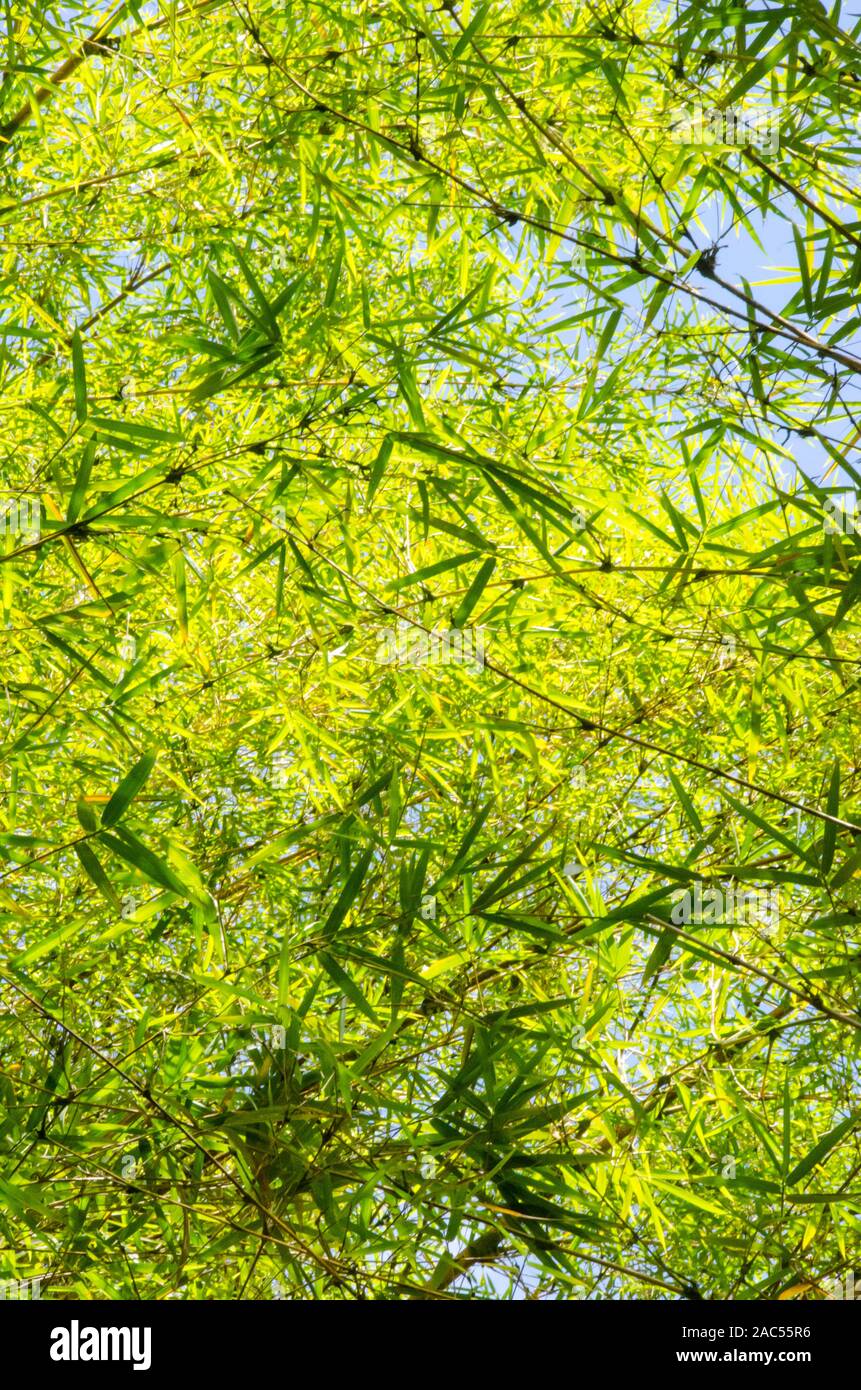 Bamboo forest in 'Akaka Falls State Park, Honomu, Big Island Stock