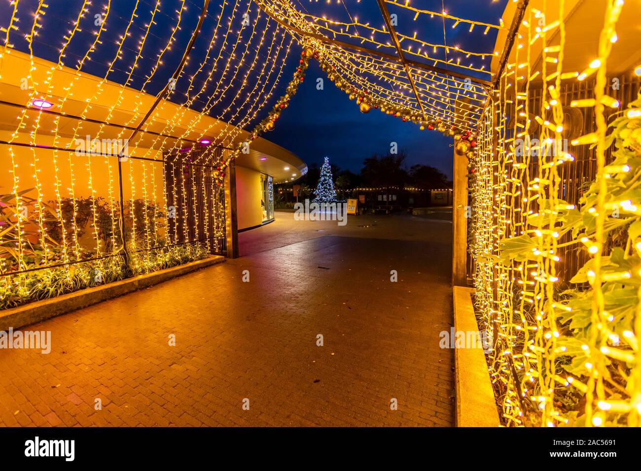 Christmas decorations. Sparkling walkway. Night time at Chester Zoo
