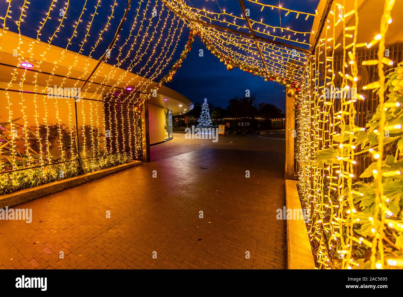 Christmas Decorations Sparkling Walkway Night Time At Chester
