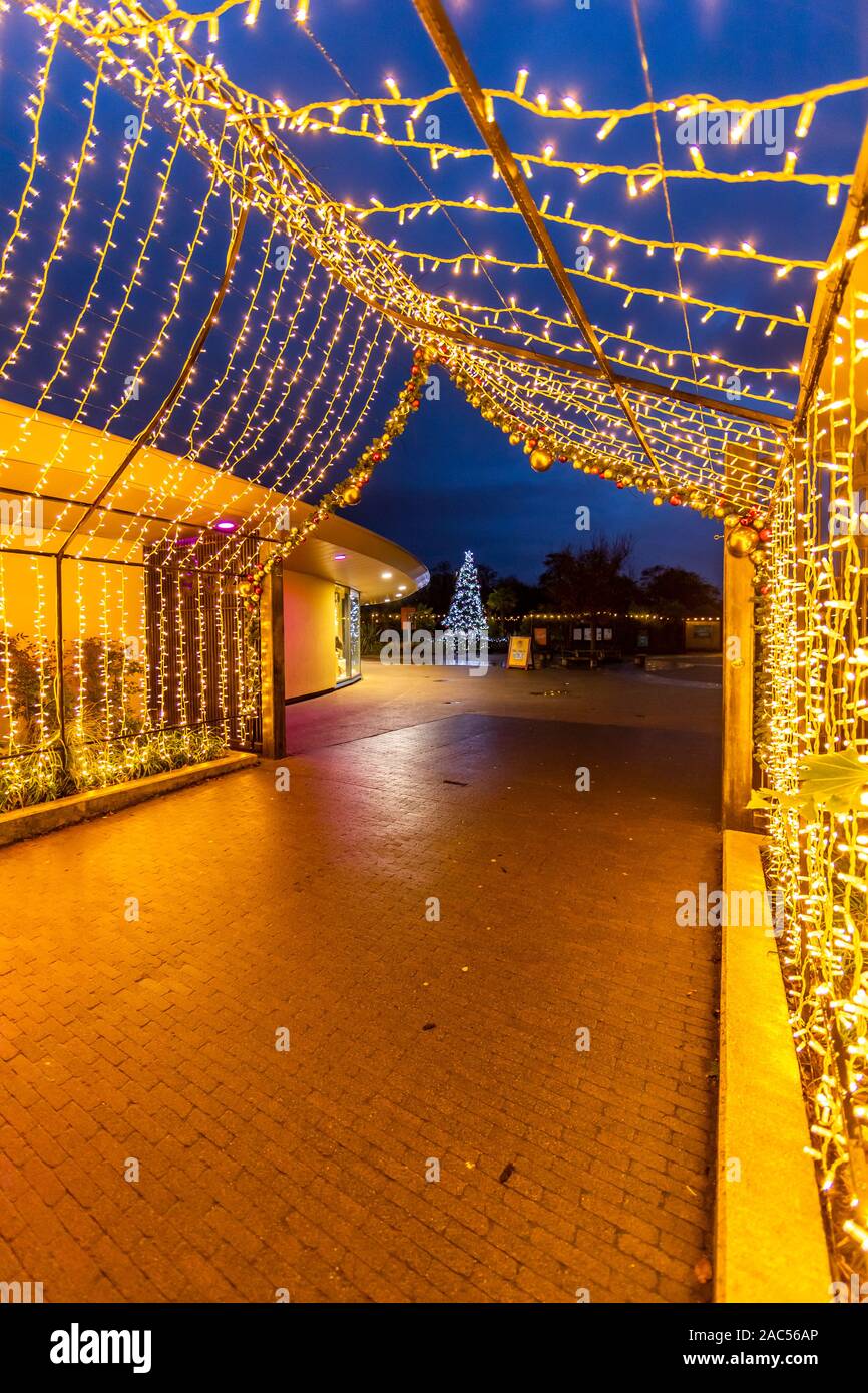 Christmas Decorations Sparkling Walkway Night Time At Chester
