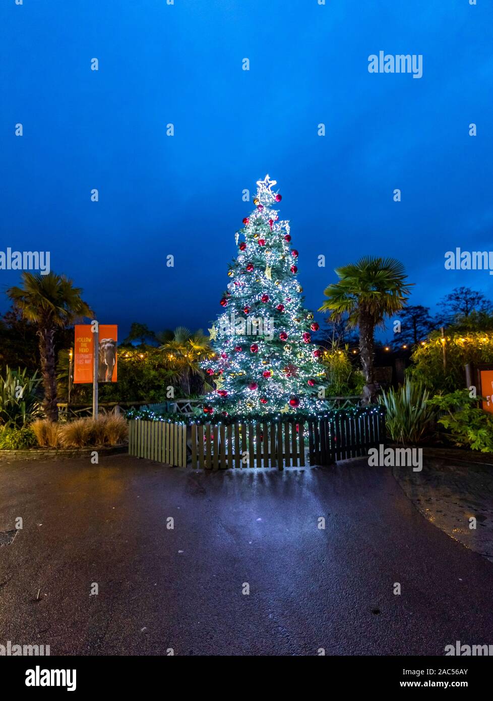 Christmas tree and decorations. Night time at Chester Zoo, Chester. UK