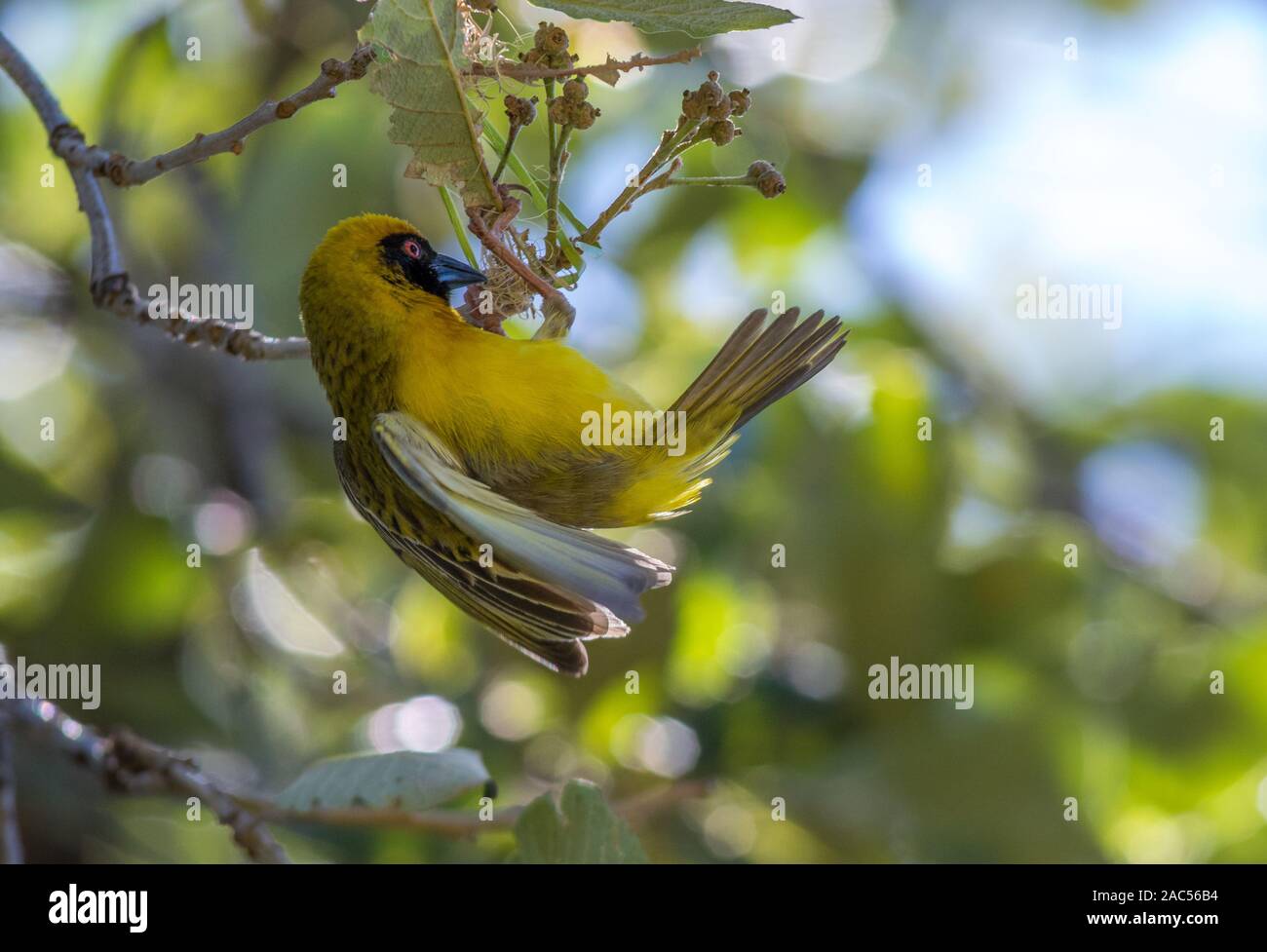 Male southern masked-weaver hangs below the spot where he will start weaving a nest image in horizontal format with copy space Stock Photo