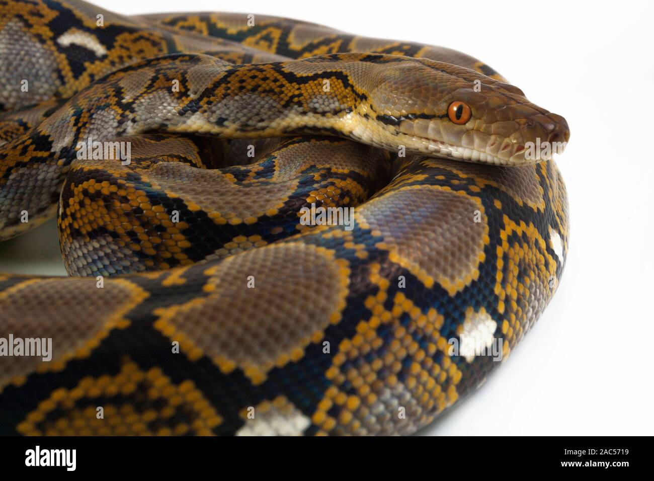 Reticulated Python (Python reticulatus) isolated on white background ...