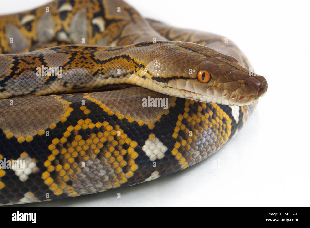 Reticulated Python (Python reticulatus) isolated on white background ...