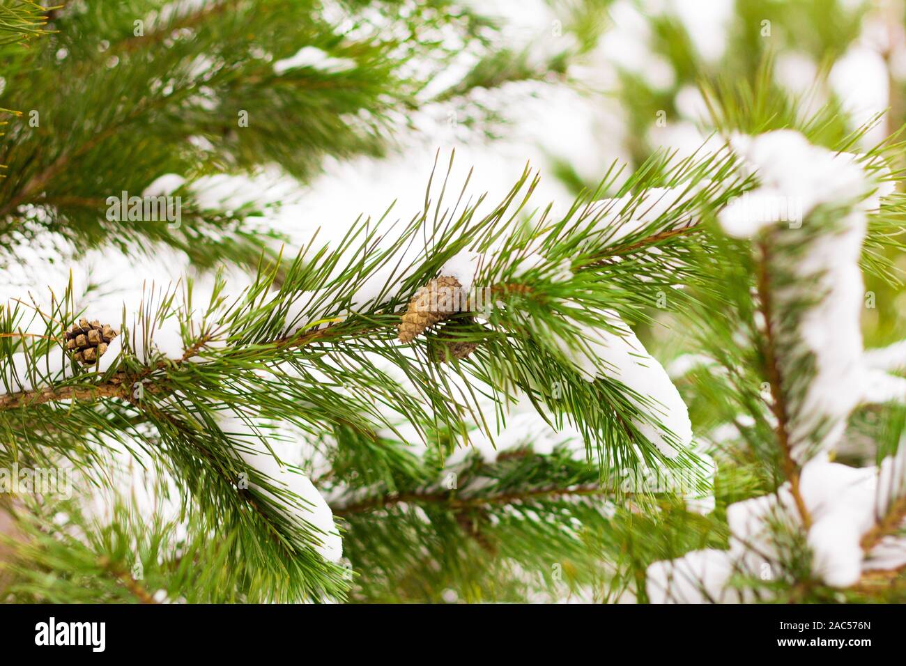 Pine branch with cones covered with fluffy snow. Stock Photo