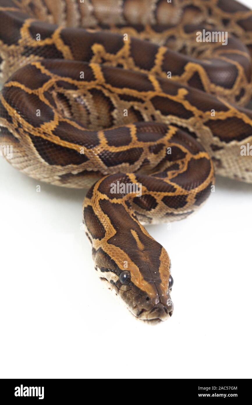 Burmese Python, Python molurus bivittatus, isolated on white background ...