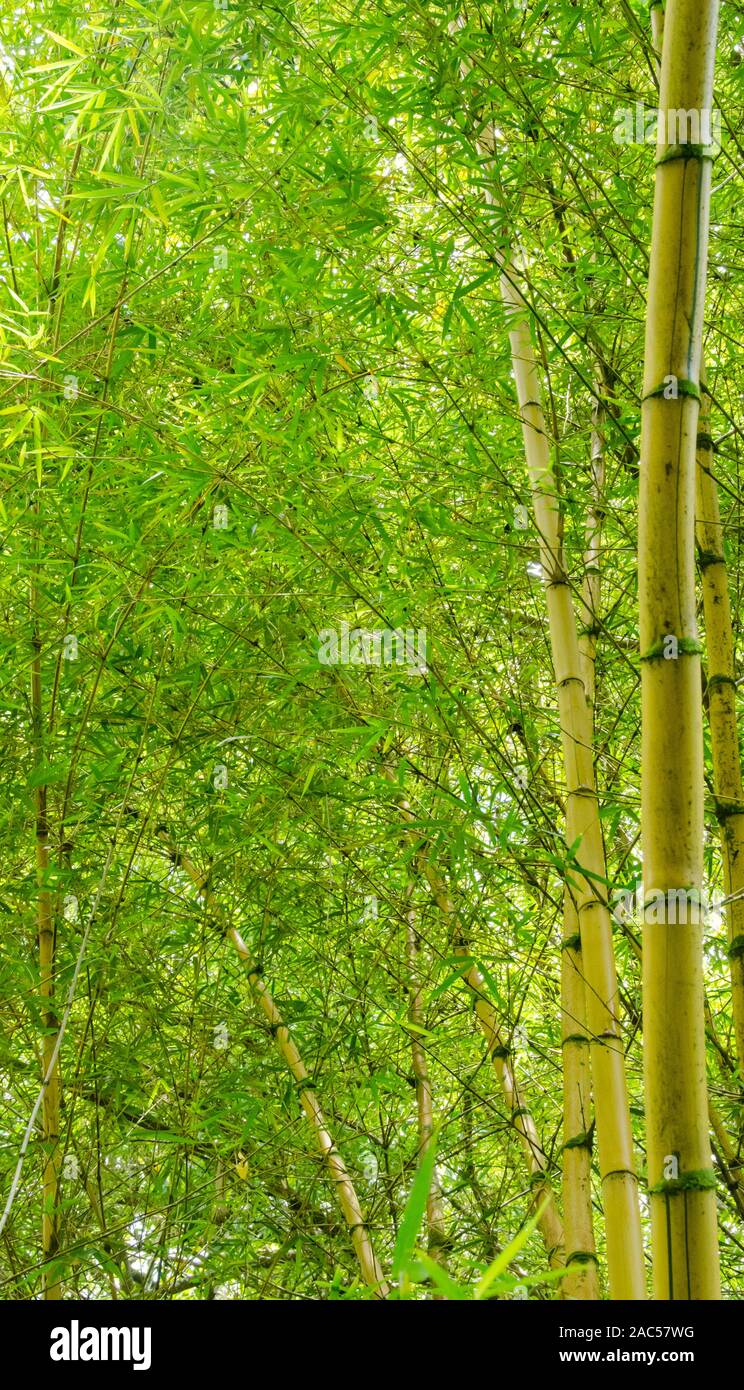 Bamboo forest in 'Akaka Falls State Park, Honomu, Big Island Stock