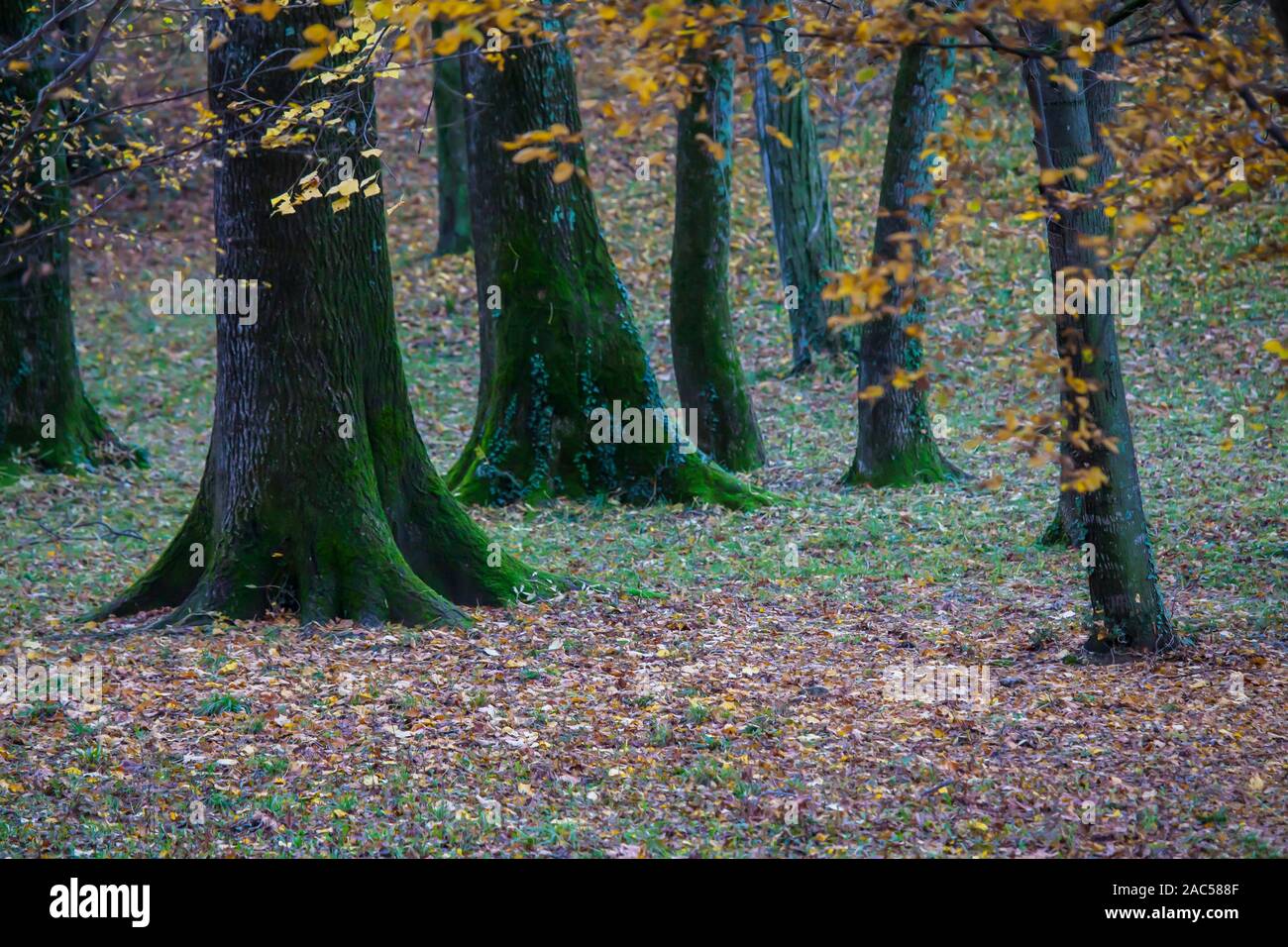 Large massive tree trunks hi-res stock photography and images - Alamy