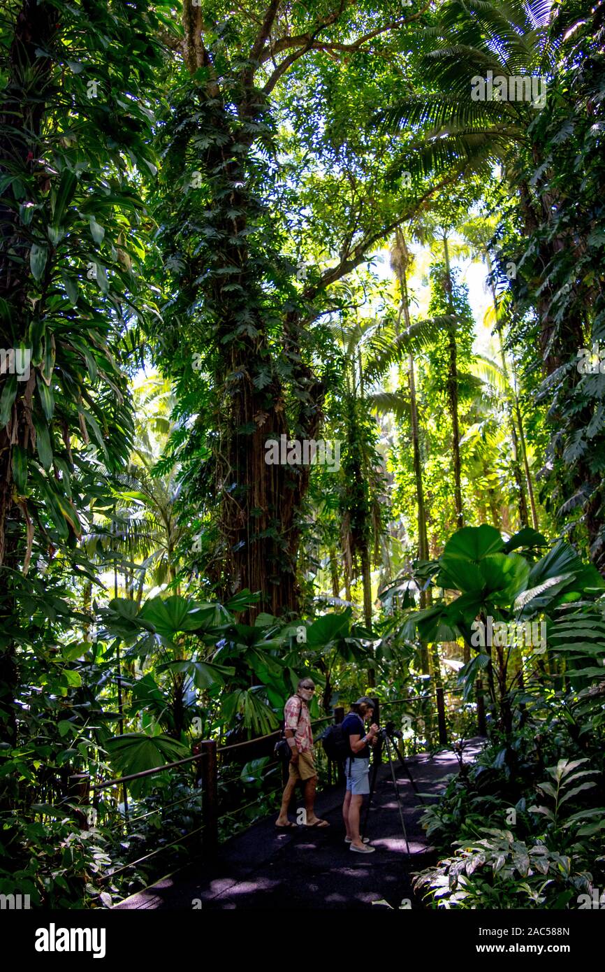 Visitors on a pathway, one taking photos using a tripod, amidst tropical foliage at Hawaii Tropical Botanical Garden, Papa'ikou, Big Island of Hawaiʻi Stock Photo
