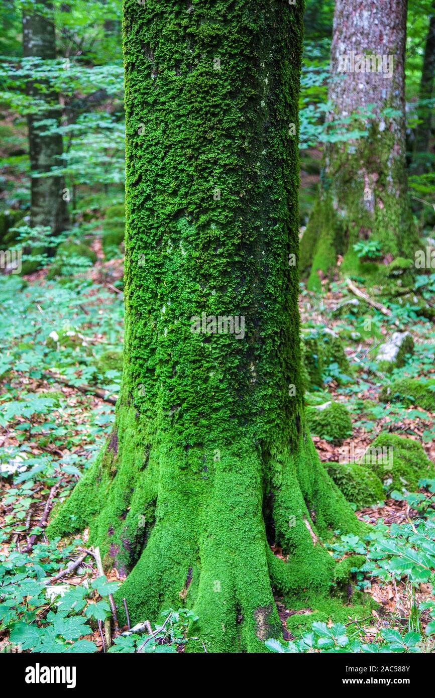 lower part of spruce trunk covered with moss Stock Photo