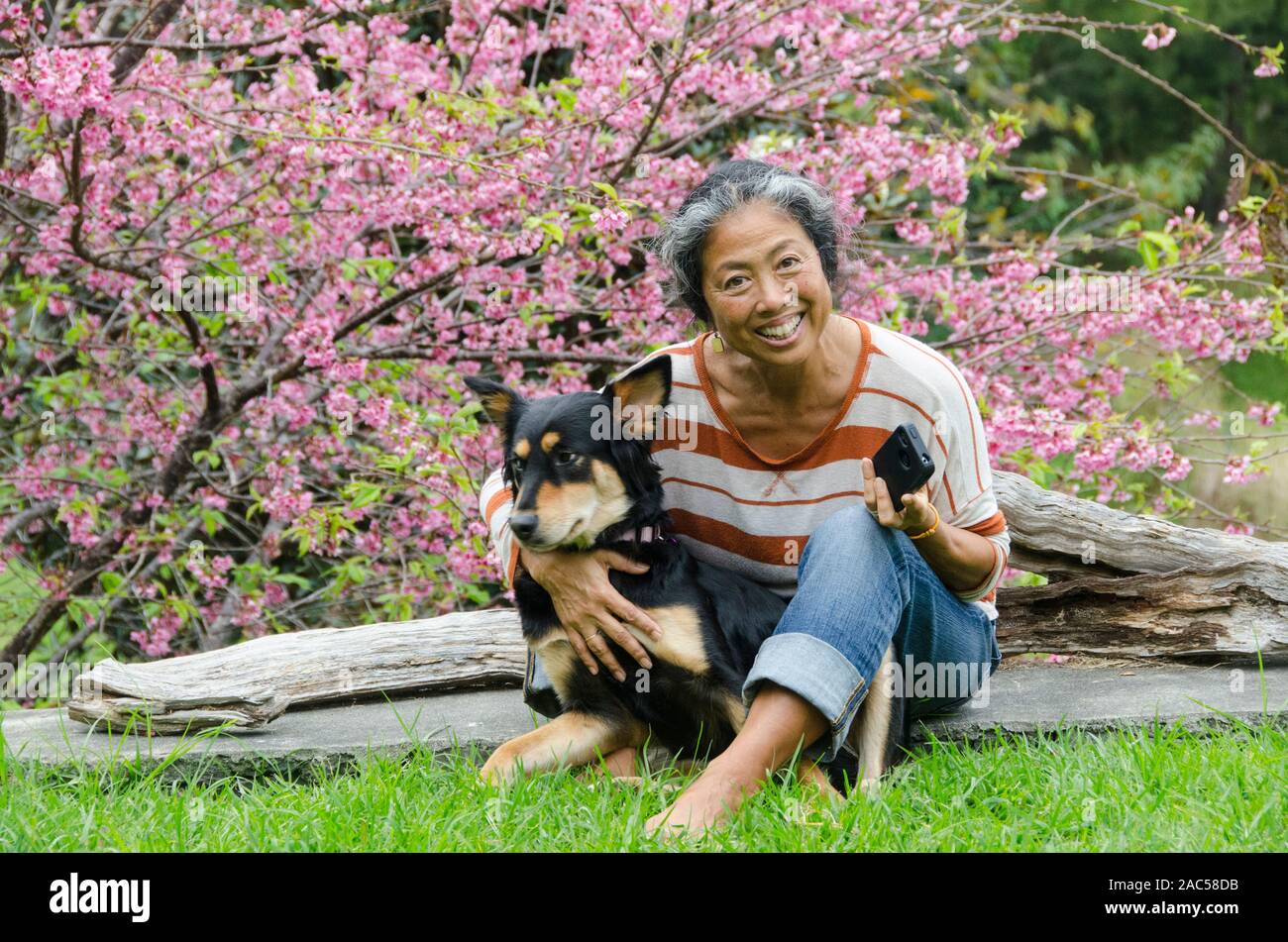 Older local Asian woman smiles while holding her dog and a cell phone in front of a cherry blossom tree, Pa'auilo Mauka, Big Island. Stock Photo