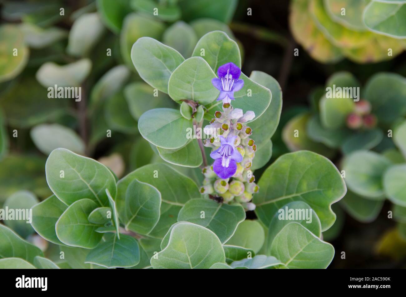 The native Hawaiian plant Pohinahina has bell-shaped flowers with blue violet petals. Stock Photo