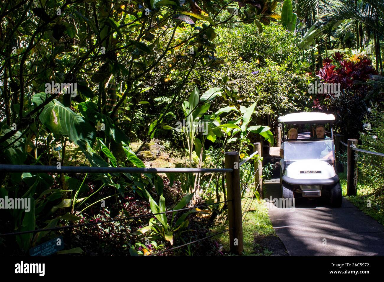 A tourist gets a ride via golf cart at the Hawaii Tropical Botanical Garden in Papa'ikou north of Hilo, Big Island of Hawaiʻi. Stock Photo