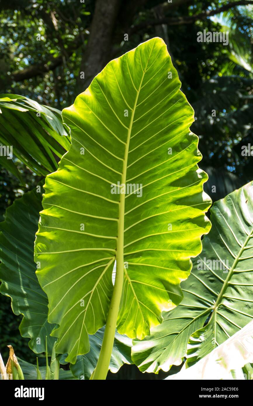 Large elephant ear leaves, or 'ape, at Hawaii Tropical Botanical Garden near Onomea Bay in Papa'ikou near Hilo, Big Island of Hawai'i. Stock Photo