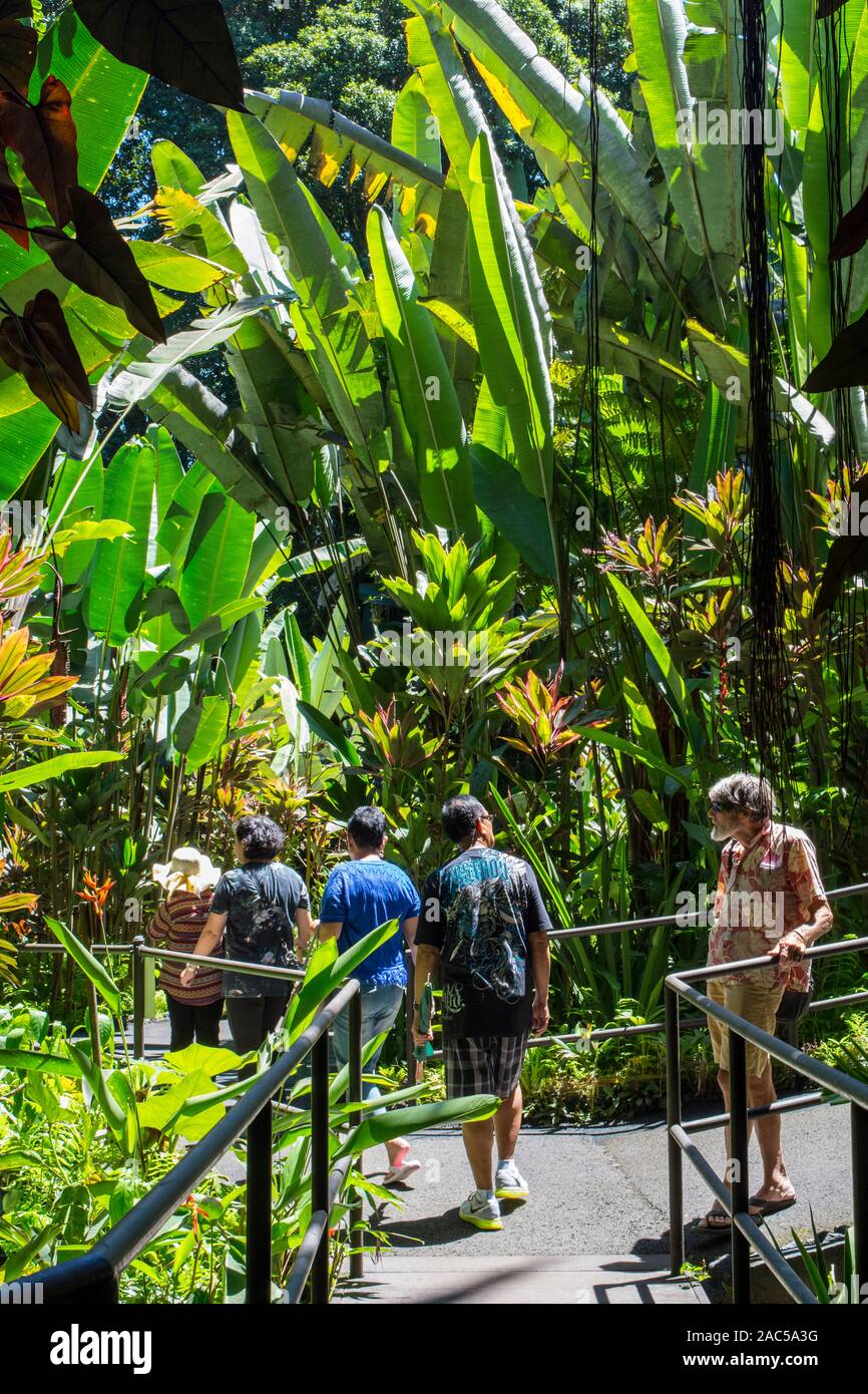 Tourists on the boardwalk near large heliconia plants at the Hawaii Tropical Botanical Garden, Papa'ikou, Big Island of Hawai'i. Stock Photo