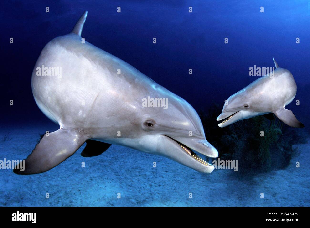 Delfin mit Jungtier, Delphin, Delphinidae Stock Photo