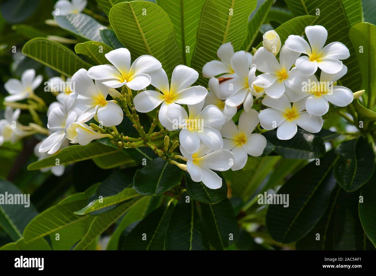 Frangipani-Blueten in Thailand Stock Photo