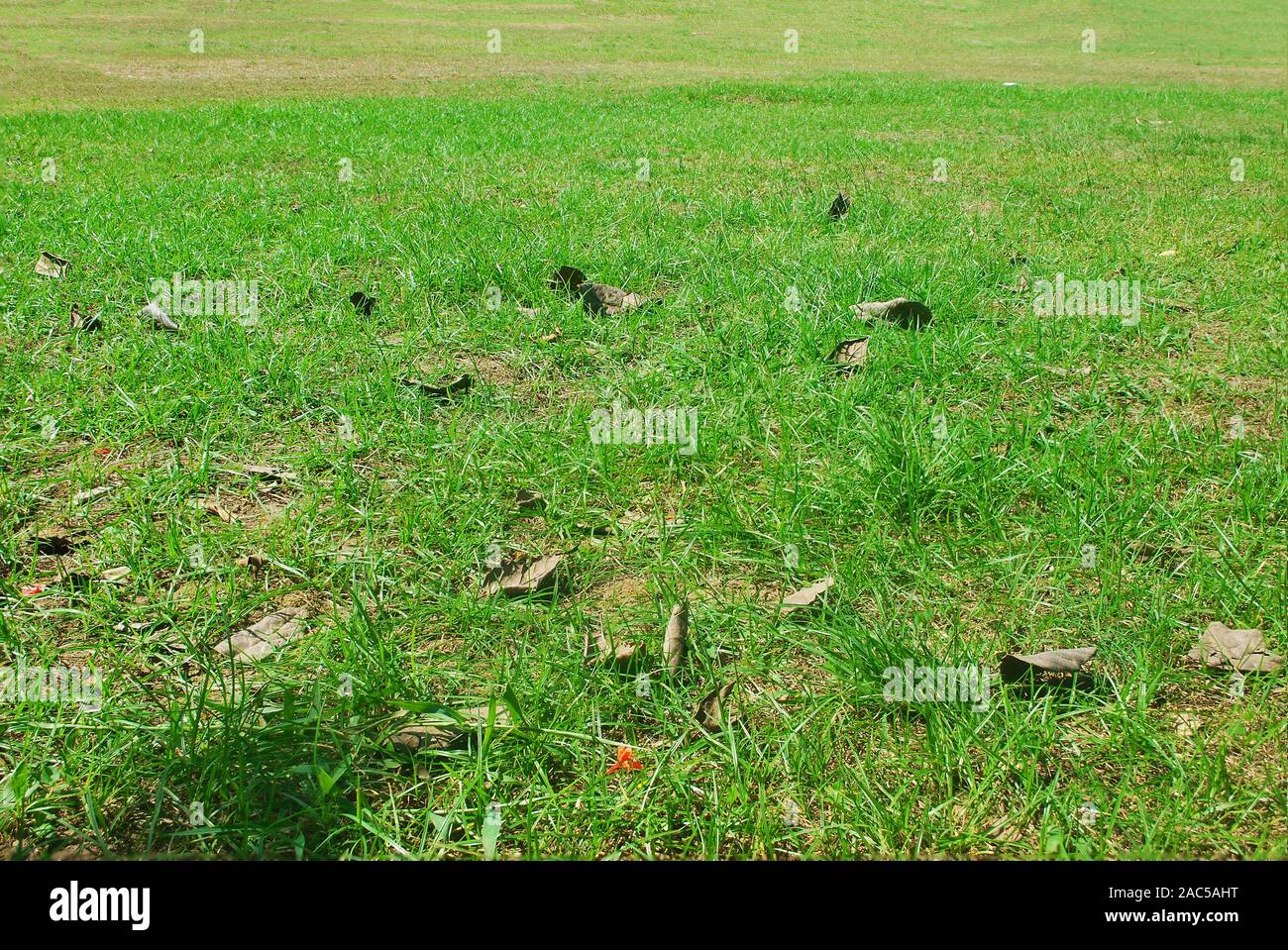 The green grass background with dry leaves Stock Photo - Alamy