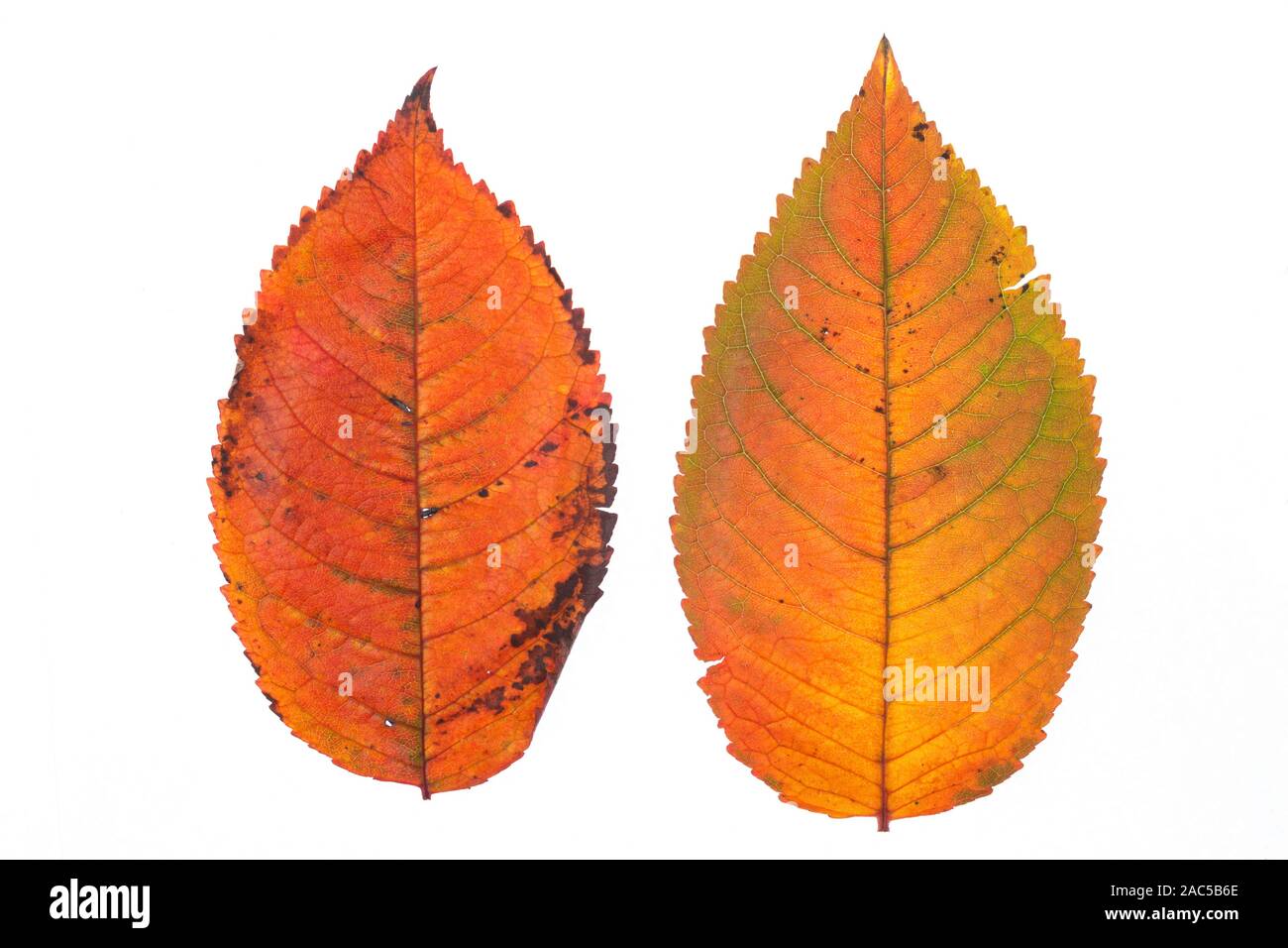 Apricot leaf hi-res stock photography and images - Alamy