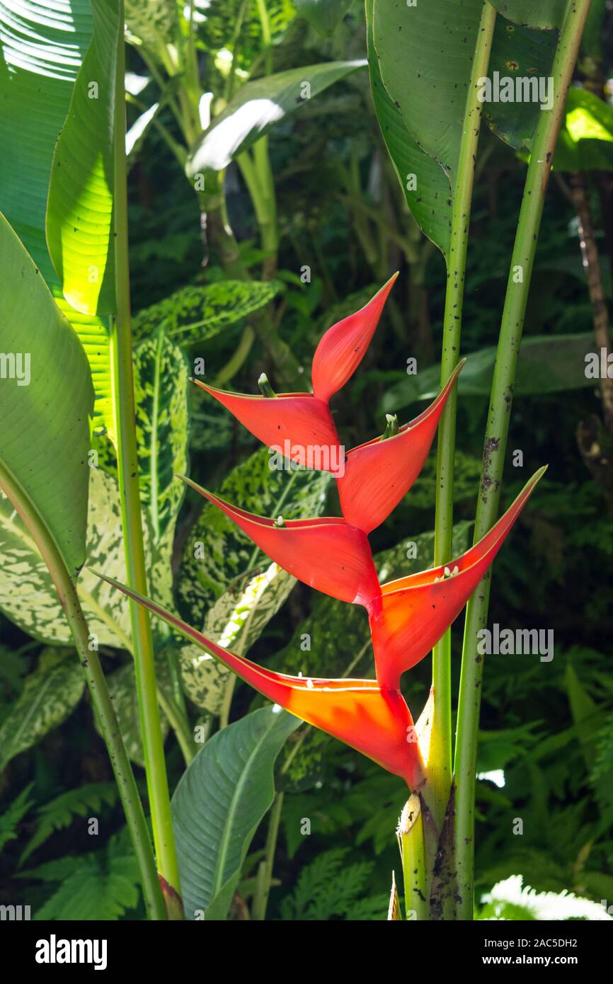 Red lobster claw or sunrise heliconia plant (Heliconia stricta) off a