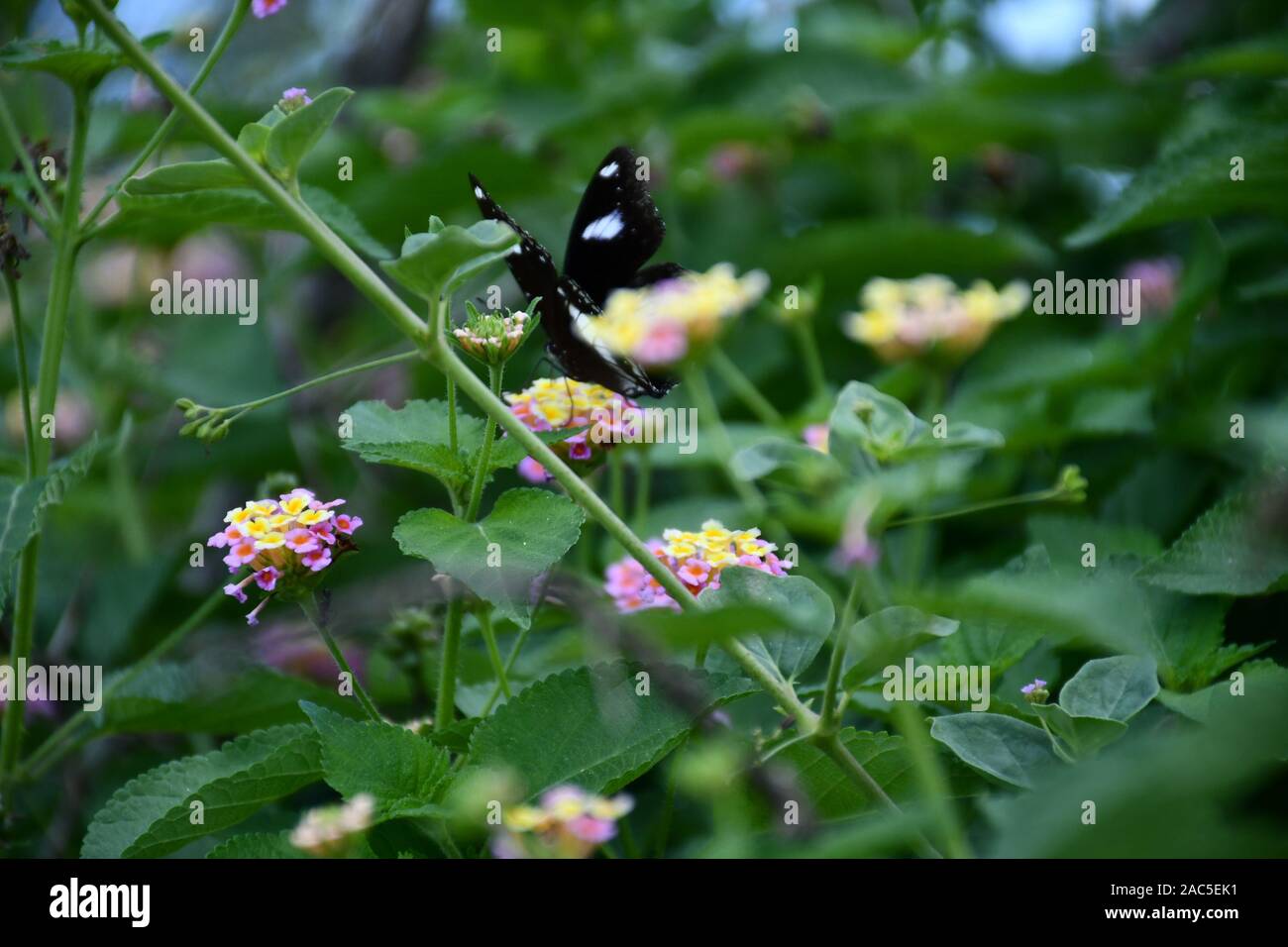 Black butterfly seating on tree leaf Stock Photo