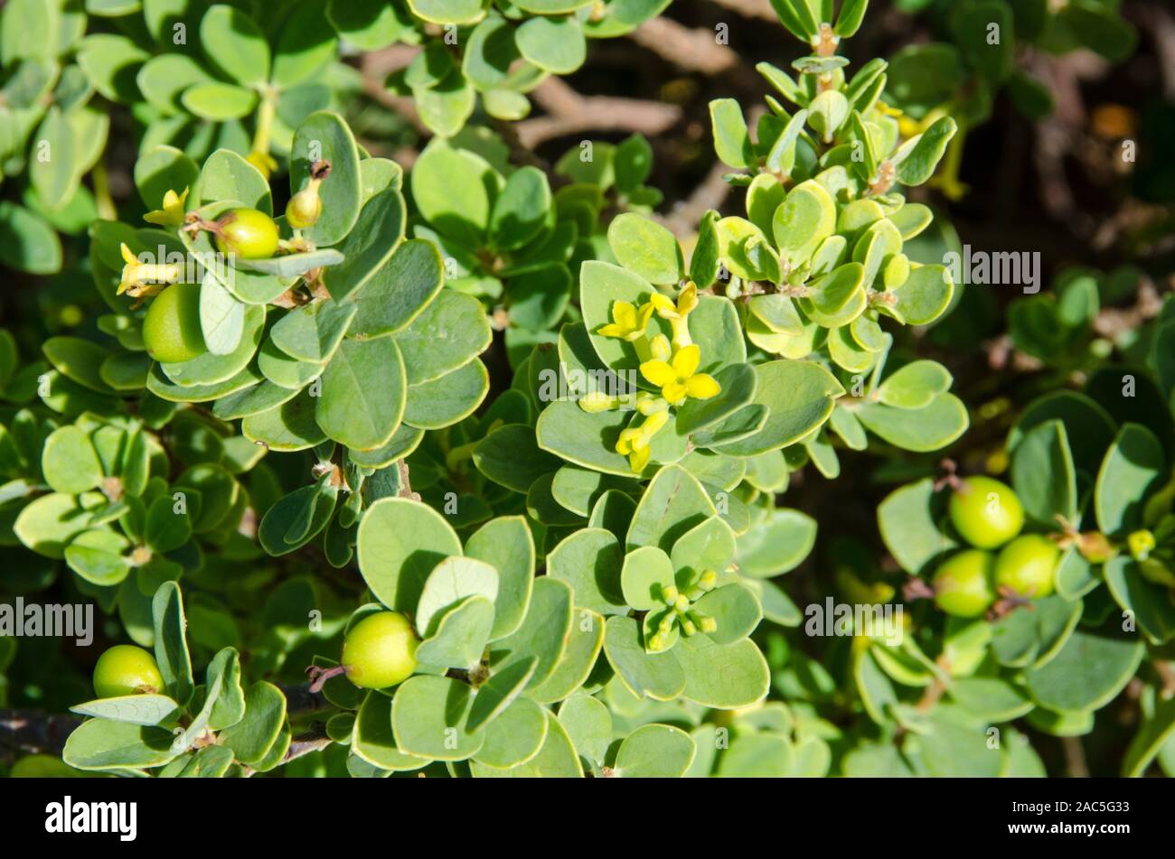 The native Hawaiian 'akia plant is either male or female. Female plants, after flowering, produce attractive round fruits that are yellow, orange or r Stock Photo