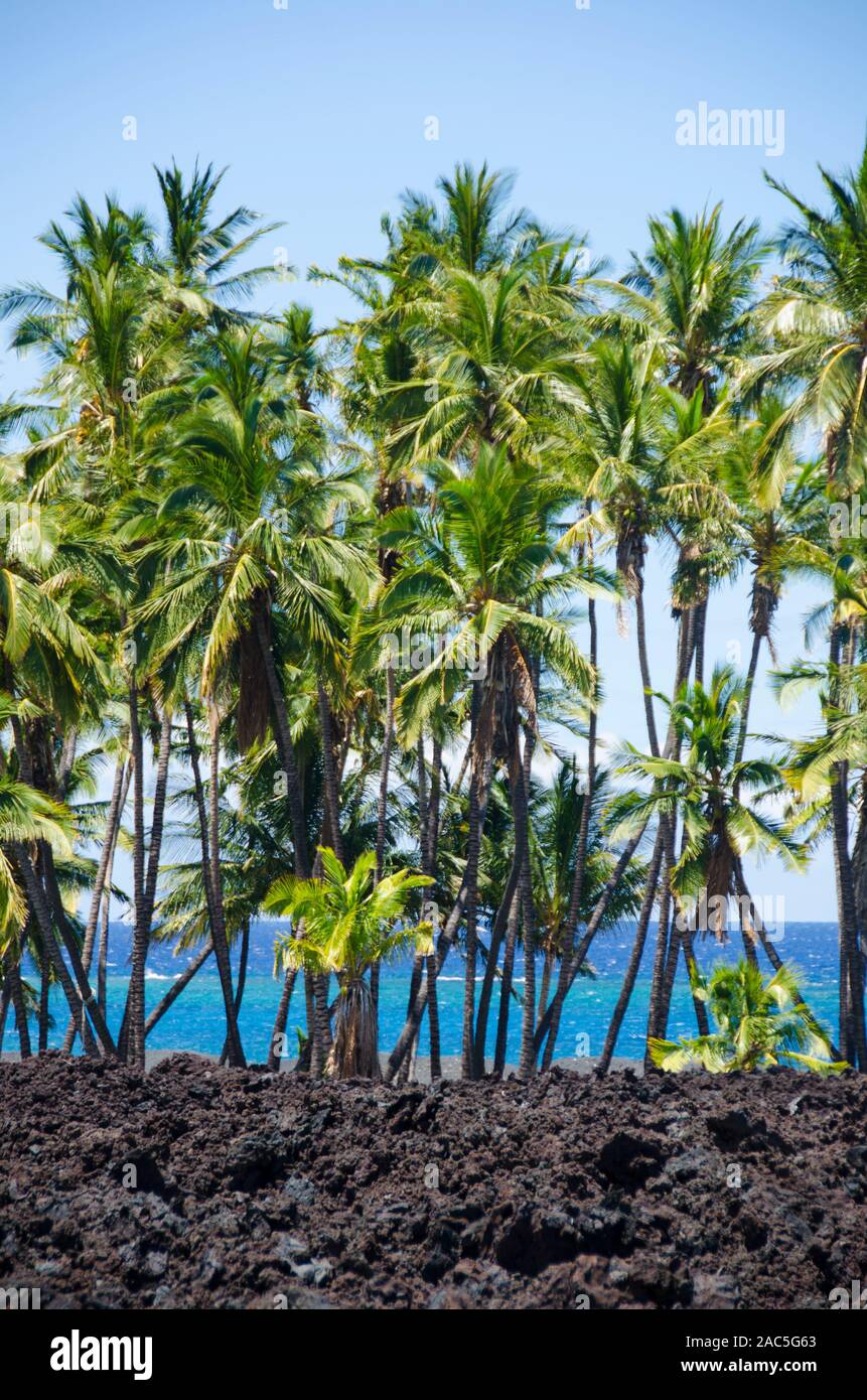 A grove of palm trees at sunny Keawaiki Bay, north of Kona, Hawai'i Island; this area was covered by a 1859 eruption from Mauna Loa and was the site o Stock Photo