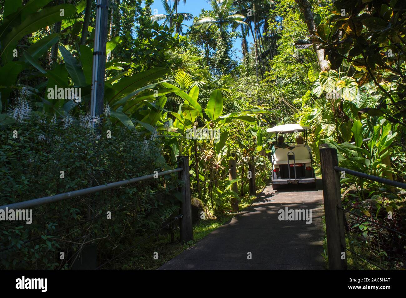 A tourist gets a ride via golf cart at the Hawaii Tropical Botanical Garden in Papa'ikou, just north of Hilo, Big Island of Hawai'i. Stock Photo