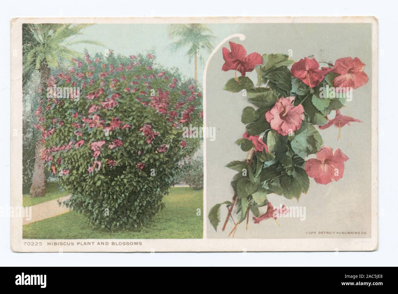 Hibiscus Plant and Bloosoms, Florida Continued the 14000 series. 70000 series issued with large gaps in numbering, may account for some unnumbered cardsHibiscus Plant and Bloosoms, Florida. Stock Photo