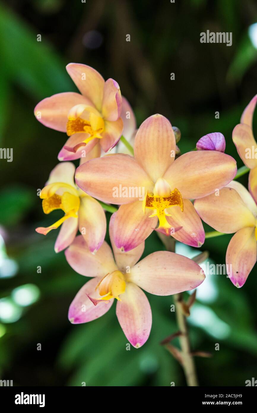 Delicate pink, yellow and purple orchids at Hawaii Tropical Botanical Garden in Papa'ikou (north of Hilo), Big Island of Hawaiʻi. Stock Photo