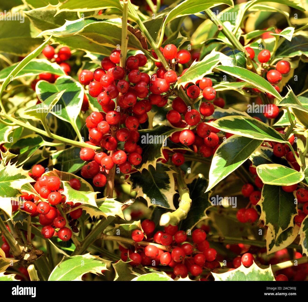 Closeup of the red berries of variegated holly Stock Photo Alamy