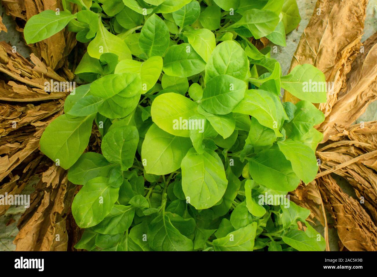 are tobacco leaves edible green Cigar tobacco leaves. concept of growing tobacco products Stock Photo