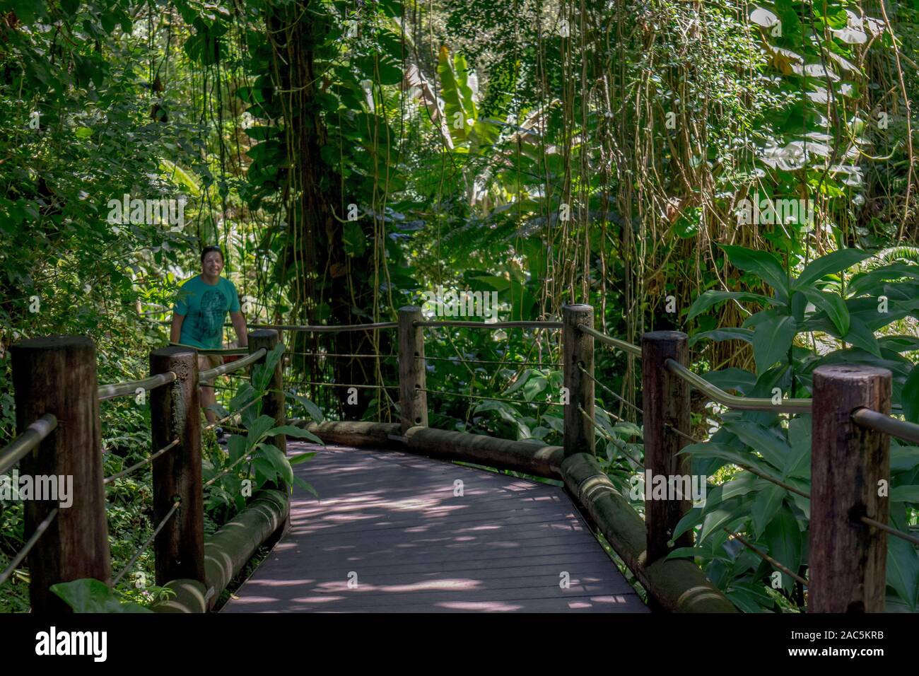 A tourist follows the boardwalk through the rain forest at Hawaii Tropical Botanical Garden, Papa'ikou, Big Island of Hawaiʻi. Stock Photo