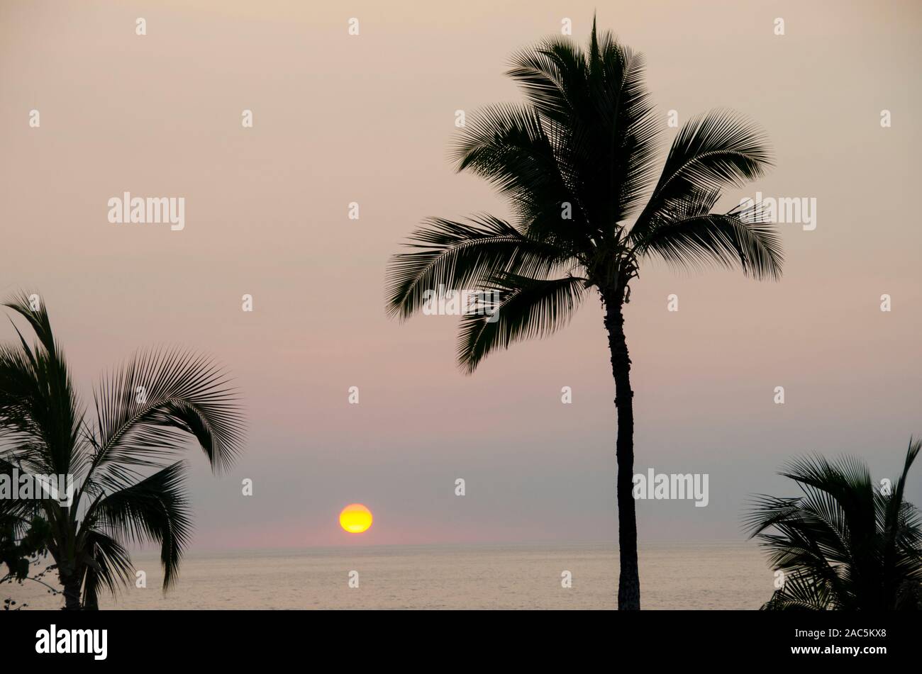 Silhouetted palm trees frame a beautiful sunset at Hapuna Beach, Island of Hawai'i. Stock Photo