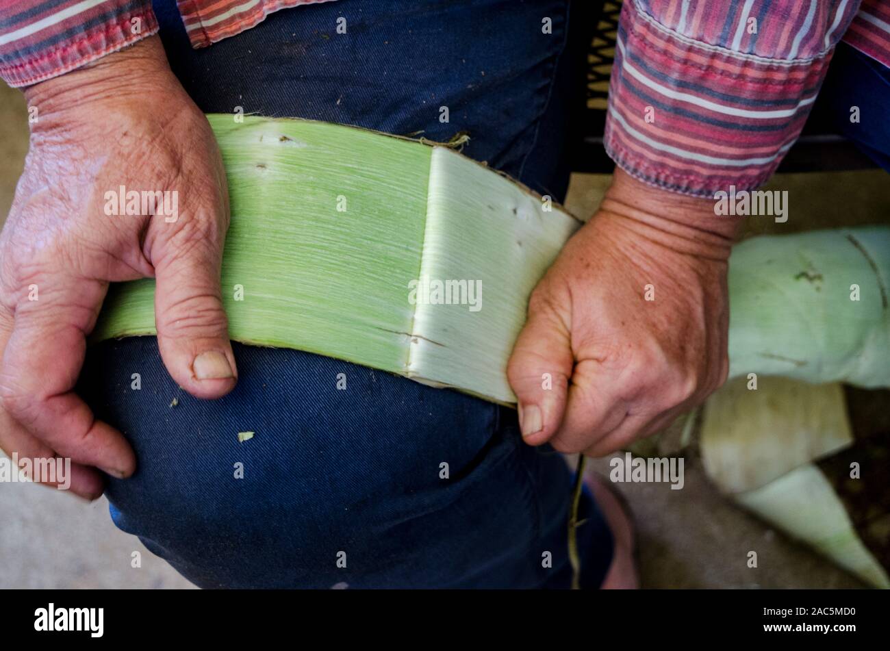 Kapa making on the Big Island: A kapa maker strips the outer bark from the inner one of wauke (paper mulberry). Stock Photo