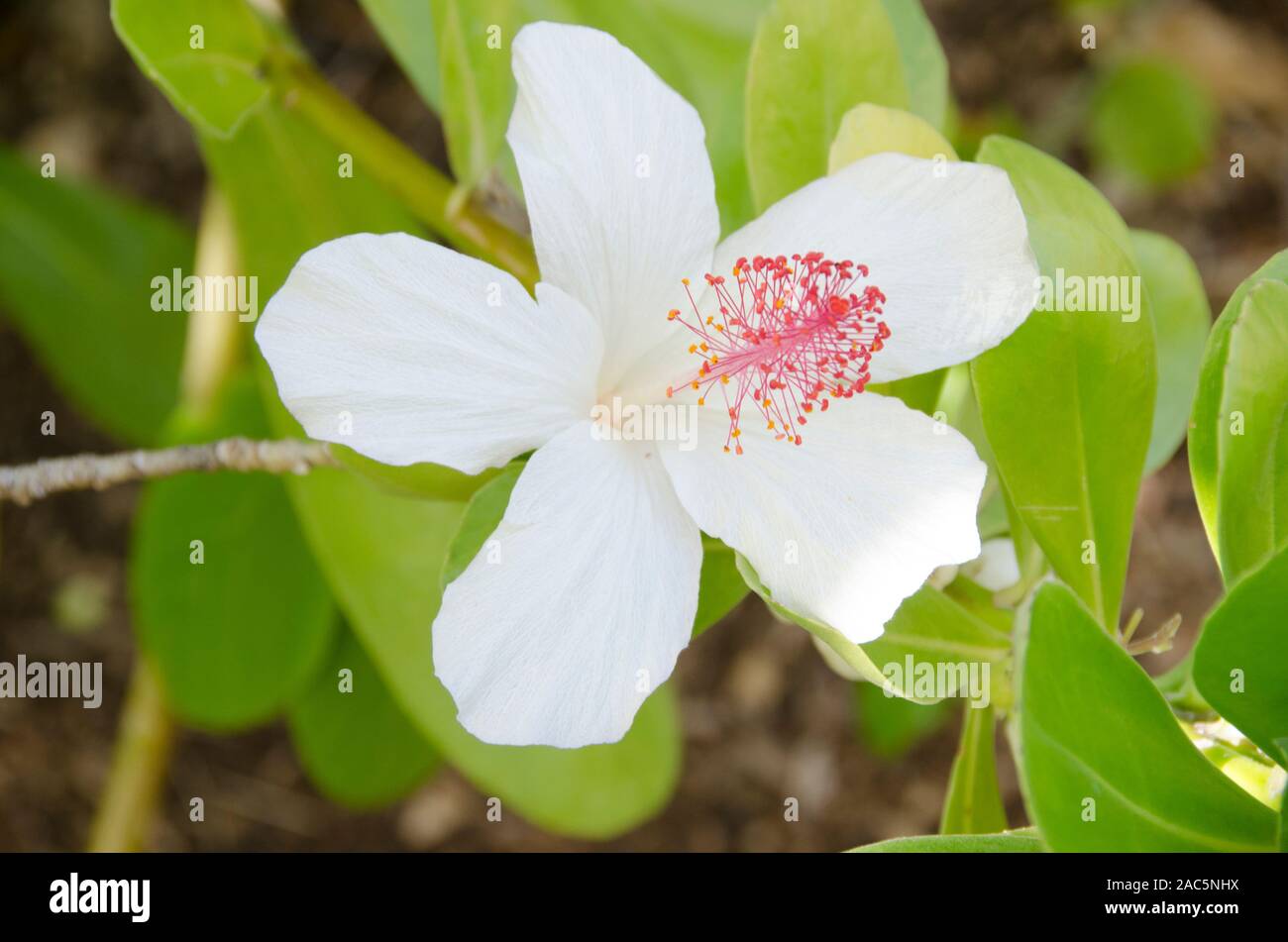 The native Hawaiian koki'o ke'o ke'o is the white hibiscus found on O'ahu and Moloka'i. It is also known as pua aloalo in Hawaiian. Stock Photo