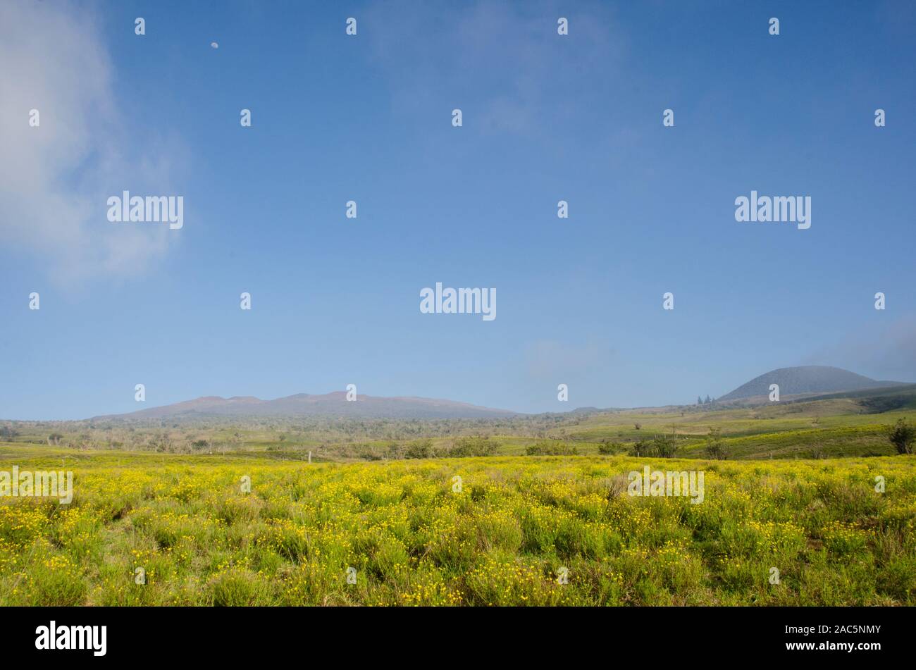 Grape seed plants with bright yellow flowers grow along Saddle Road, with Mauna Kea in the distance, Big Island. Stock Photo