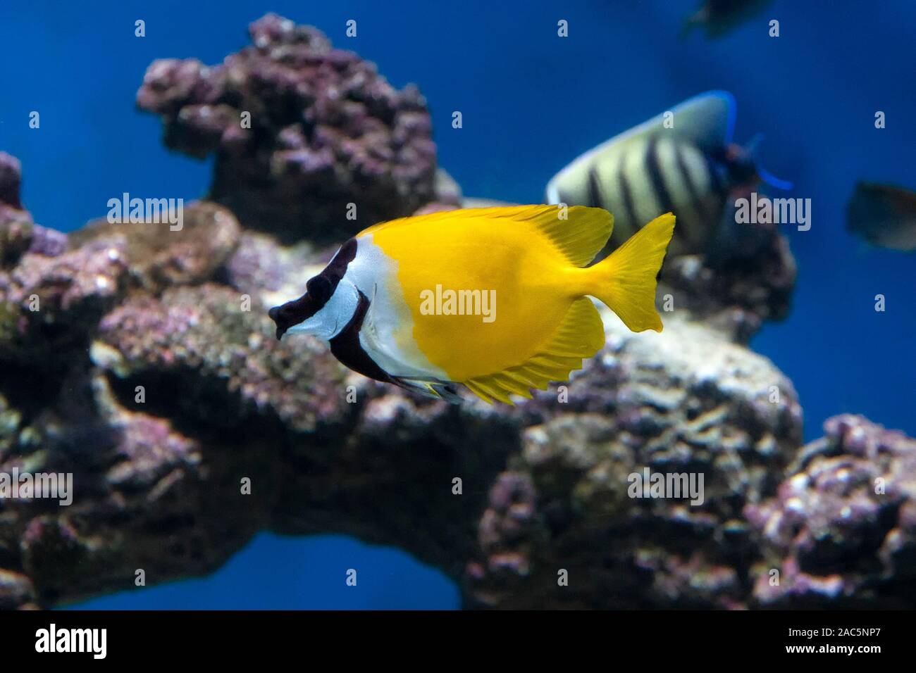 Foxface Rabbitfish (Siganus Vulpinus) tropical fish in aquarium Stock Photo