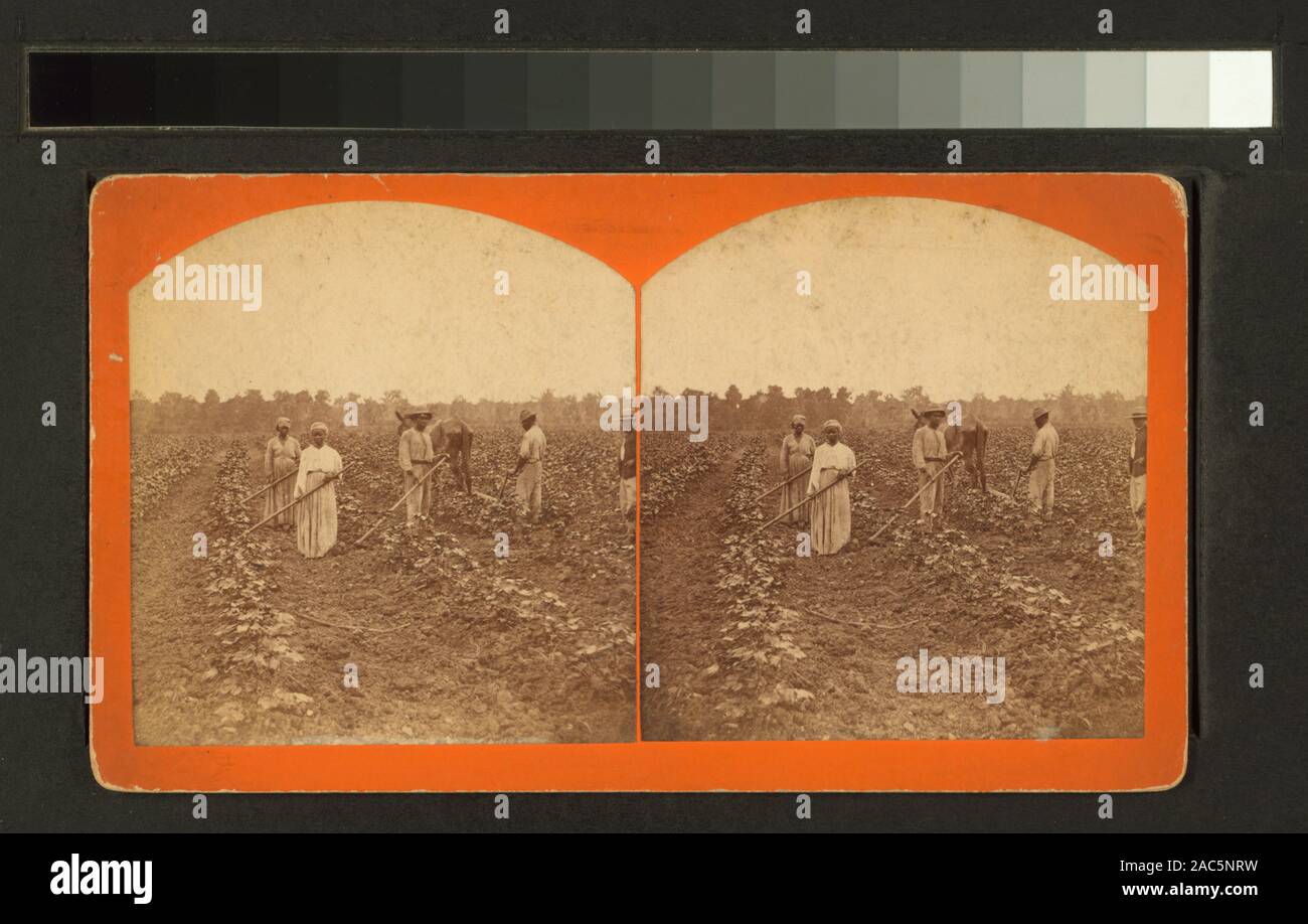 Hoeing young cotton Hoeing young cottonHoeing young cotton Stock Photo ...