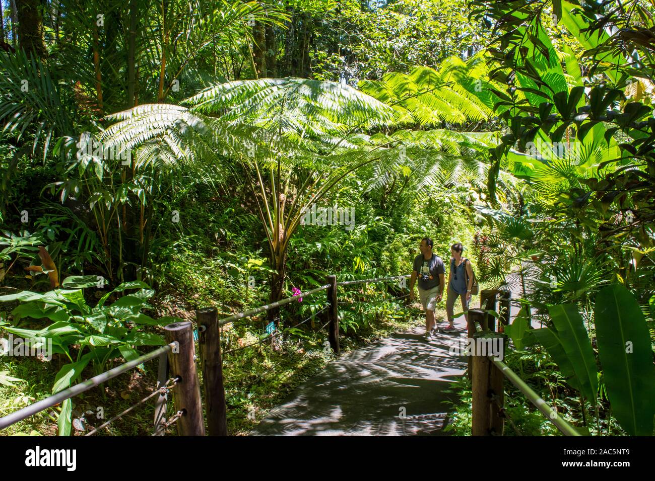 Visitors take in the lush surroundings around the boardwalk at Hawaii Tropical Botanical Garden in Papa'ikou near Hilo, Big Island of Hawai'i. Stock Photo