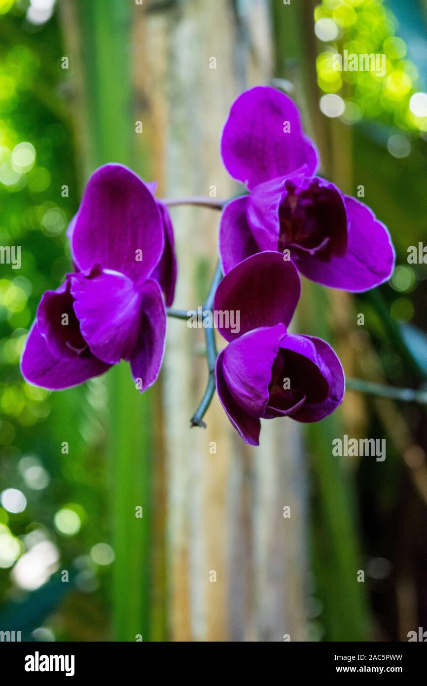 A close-up of deep purple orchids at Hawaii Tropical Botanical Garden, Papa'ikou, Big Island of Hawaiʻi. Stock Photo