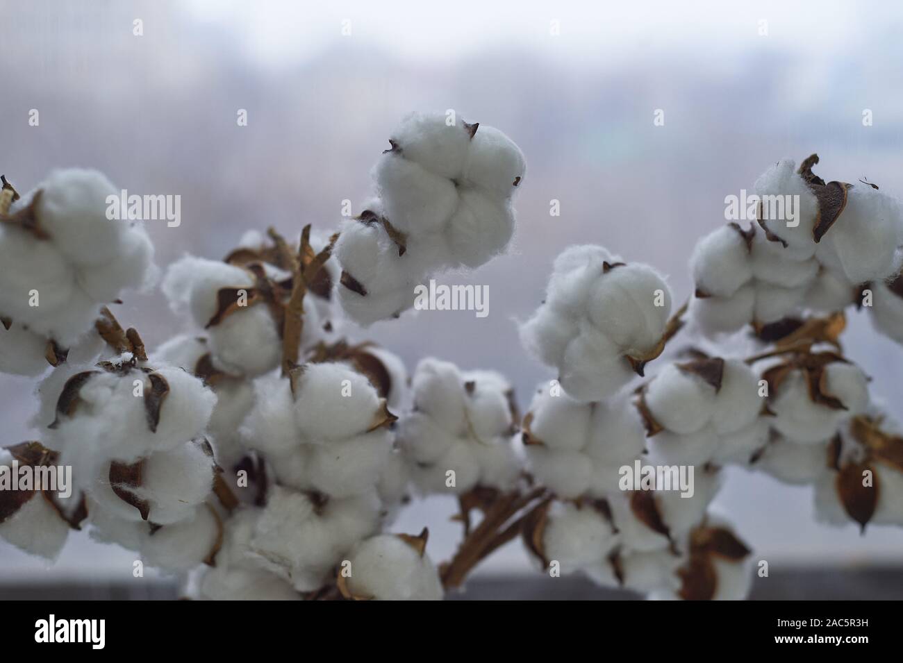 Cotton natural close.Eco friendly production. Macro Stock Photo - Alamy