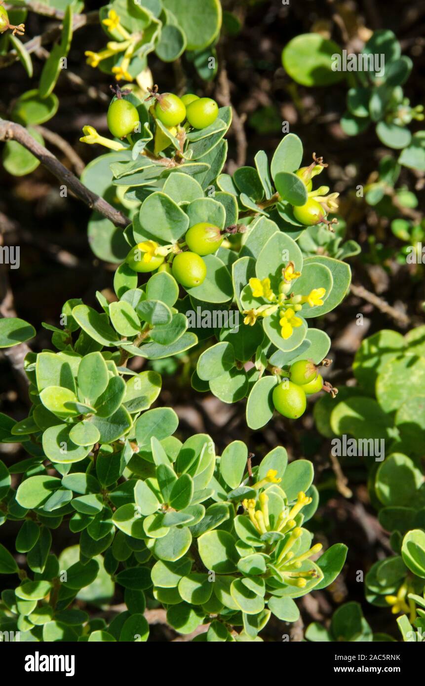 The native Hawaiian 'akia plant is either male or female. Female plants, after flowering, produce attractive round fruits that are yellow, orange or r Stock Photo